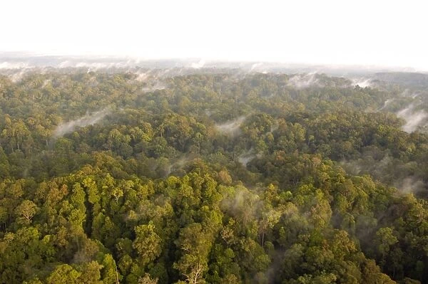 Mature rainforest at dawn, a view from a helicopter, typical; Sepilok area, Sabah, Borneo, Malaysia; June Ma39. 3075