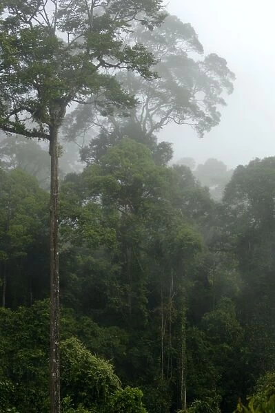 Mature rainforest in the mist at dawn, river Danum Valley Conservation Area, Sabah, Borneo, Malaysia; June. Ma39. 3262