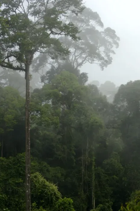 Framed Print : Mature rainforest in the mist at dawn, river Danum Valley Conservation Area, Sabah, Borneo, Malaysia; June. Ma39. 3262 Framed Print : Mature rainforest in the mist at dawn, river Danum Valley Conservation Area, Sabah, Borneo, Malaysia; June. Ma39. 3262