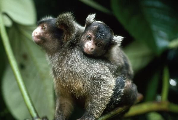 Maues Tassel-ear Marmoset - male carrying baby on back - adults share the upbringing - Amazonia - Brazil - South America