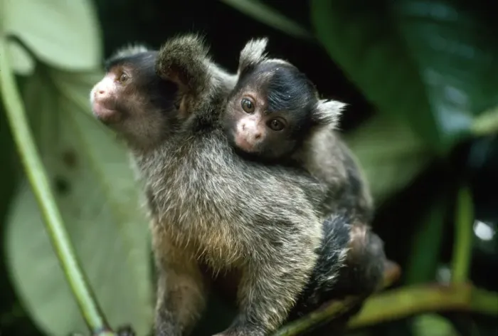 Framed Print : Maues Tassel-ear Marmoset - male carrying baby on back - adults share the upbringing - Amazonia - Brazil - South America Framed Print : Maues Tassel-ear Marmoset - male carrying baby on back - adults share the upbringing - Amazonia - Brazil - South America