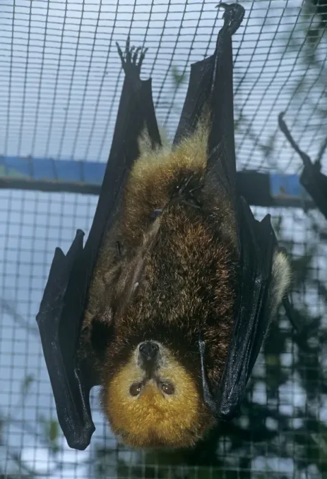 Framed Print : Mauritian flying fox - hanging from cage roof Framed Print : Mauritian flying fox - hanging from cage roof