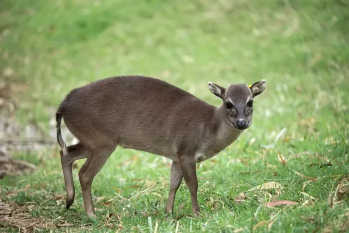 Framed Print : Maxwell's Duiker - female