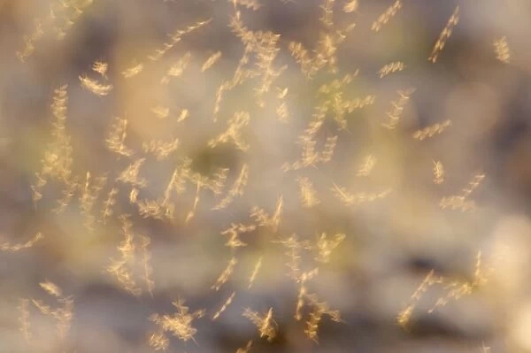 Mayflies - Dancing - Ouse Washes - Norfolk, UK IN000750