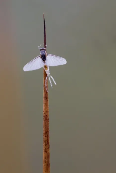Framed Print : Mayfly - Cornwall - UK Framed Print : Mayfly - Cornwall - UK
