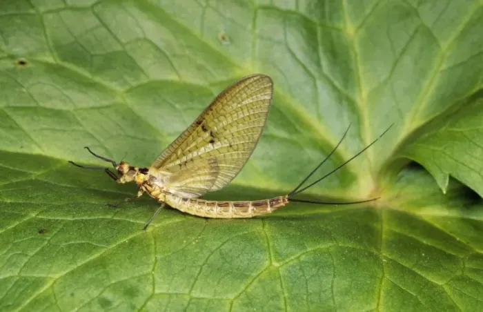 Framed Print : Mayfly SPH 2389 Garden pond UK (Ephemeroptera) Ephemera dancia © Steve Hopkin / ARDEA LONDON Framed Print : Mayfly SPH 2389 Garden pond UK (Ephemeroptera) Ephemera dancia © Steve Hopkin / ARDEA LONDON