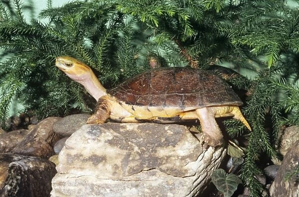 McCord's Box Turtle - Mccord's box turtle is only known from Chinese markets, where it is becoming increasingly scarce, and may already be extinct in the wild