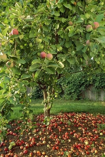 McIntosh Apple Tree - in autumn with dropped apples