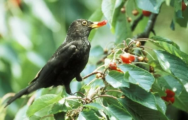 ME-1053. BLACKBIRD - eating cherries. Tyto alba. Johan De Meester