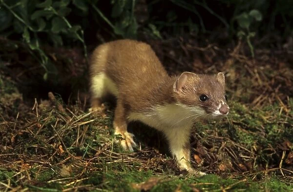 Stoat. ME-1208. Ermine  /  Short-tailed Weasel  /  Stoat