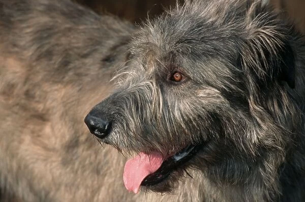 ME-1335. Irish Wolfshound Dog - Showing long tongue