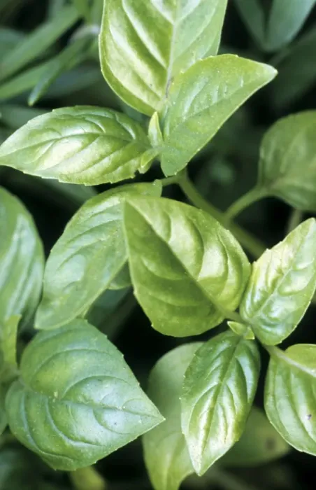 Framed Print : Basil. ME-1689. Basil. Ocimum basilicum. herb Framed Print : Basil. ME-1689. Basil. Ocimum basilicum. herb