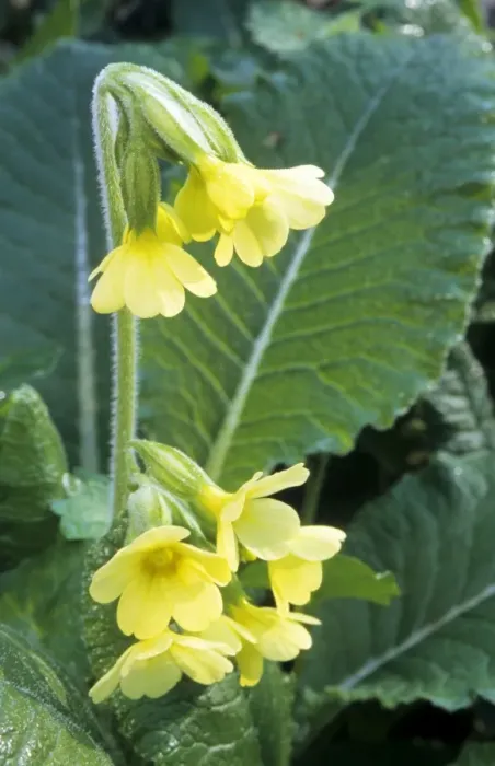 Framed Print : Oxlip. ME-1734. Oxlip. Primula elatior. Johan De Meester Framed Print : Oxlip. ME-1734. Oxlip. Primula elatior. Johan De Meester