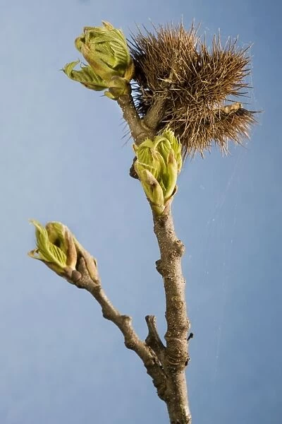 ME-2319. Sweet Chestnut Tree  /  Marron - twig with bud. Castanea sativa. Johan De Meester