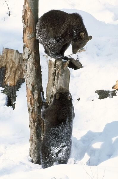 ME-305. Brown Bear - cubs in snow