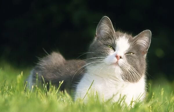 Cat. ME-313. CAT - lying in grass. Johan De Meester