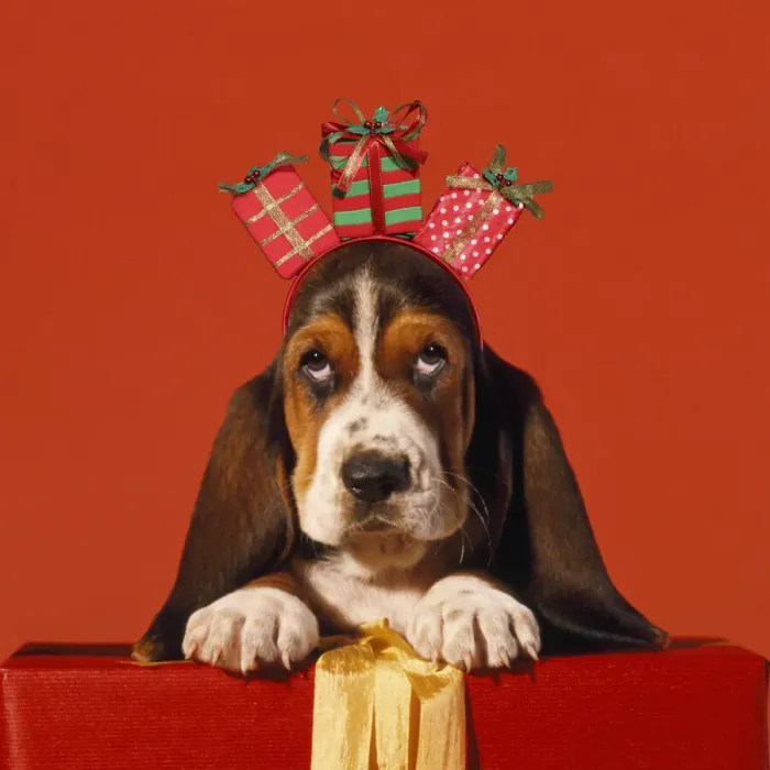 Framed Print : ME-941-C. Basset Hound Dog, puppy with presents Date: 25-Apr-12 Framed Print : ME-941-C. Basset Hound Dog, puppy with presents Date: 25-Apr-12