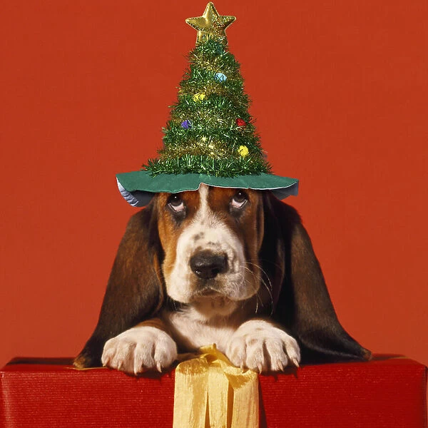 ME-941-C. Basset Hound Dog, puppy with presents and Christmas hat Date: 25-Apr-12