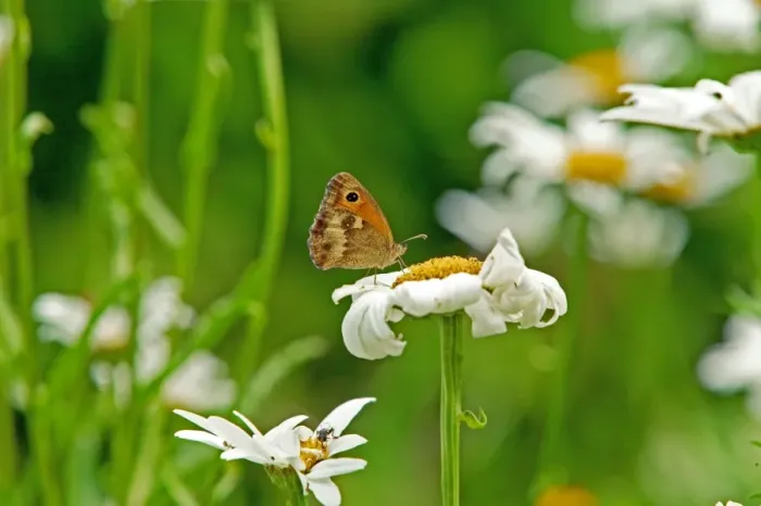 Framed Print : Meadow Brown Butterfly Framed Print : Meadow Brown Butterfly