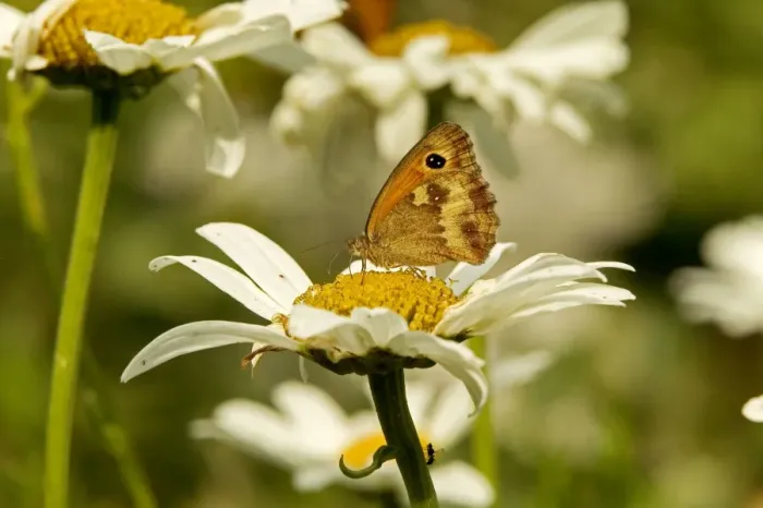 Framed Print : Meadow Brown Butterfly Framed Print : Meadow Brown Butterfly