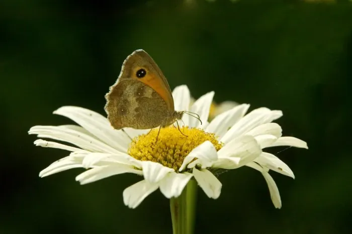 Framed Print : Meadow Brown Butterfly Framed Print : Meadow Brown Butterfly