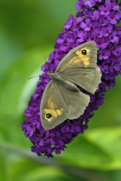 Framed Print : Meadow Brown Butterfly - feeding on Buddliea blossom in garden, Lower Saxony, Germany Framed Print : Meadow Brown Butterfly - feeding on Buddliea blossom in garden, Lower Saxony, Germany