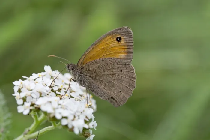 Framed Print : Meadow Brown Butterfly - on flower - UK Framed Print : Meadow Brown Butterfly - on flower - UK
