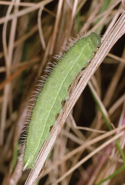 Meadow Brown Butterfly - larvae