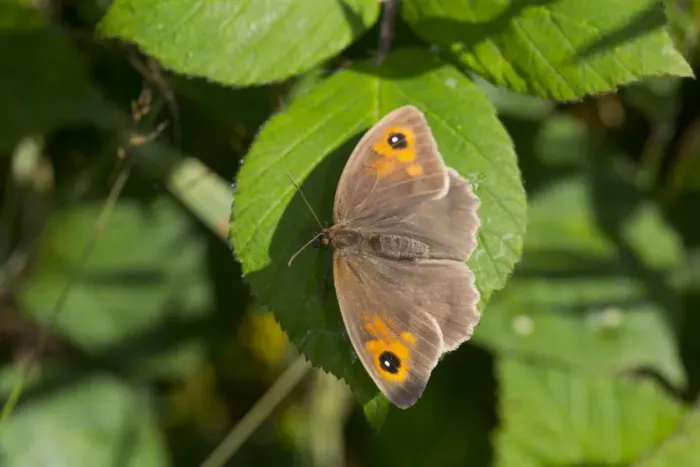 Framed Print : Meadow Brown Butterfly - UK Framed Print : Meadow Brown Butterfly - UK