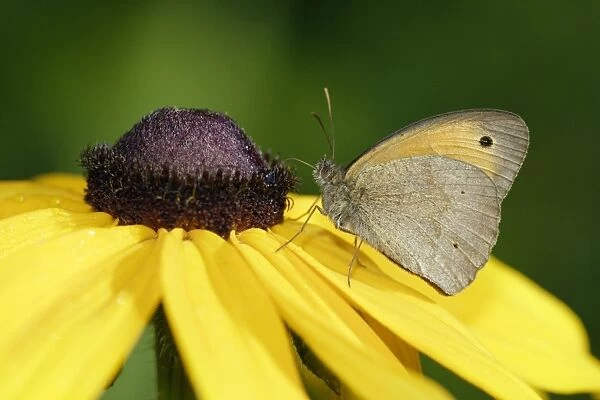 Meadow Brown Butterfly- with wings closed in garden, Lower Saxony, Germany