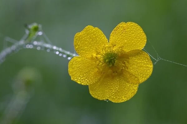 Meadow Buttercup- flower covered with morning dew, Lower Saxony, Germany