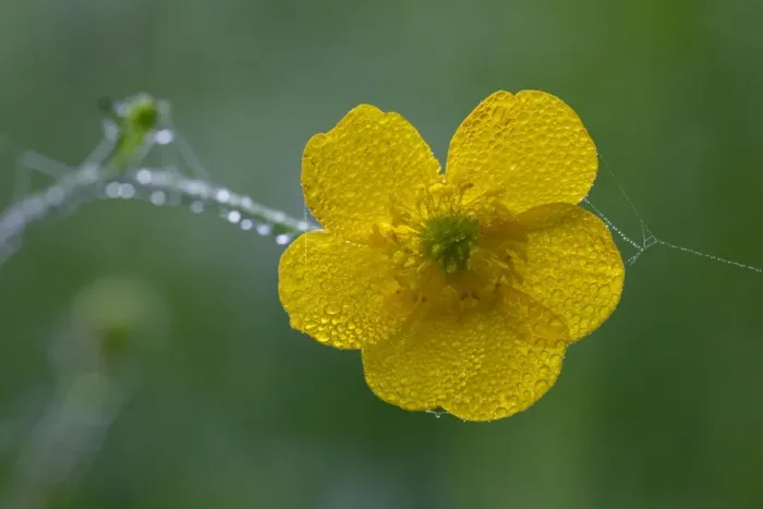 Framed Print : Meadow Buttercup- flower covered with morning dew, Lower Saxony, Germany Framed Print : Meadow Buttercup- flower covered with morning dew, Lower Saxony, Germany