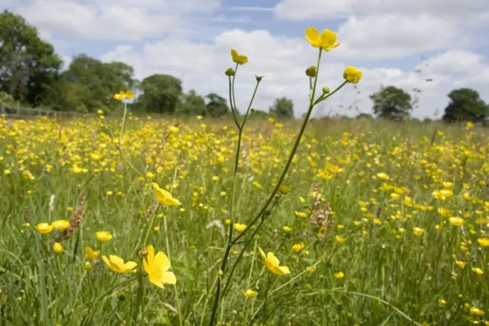 Framed Print : Meadow Buttercups - UK Framed Print : Meadow Buttercups - UK