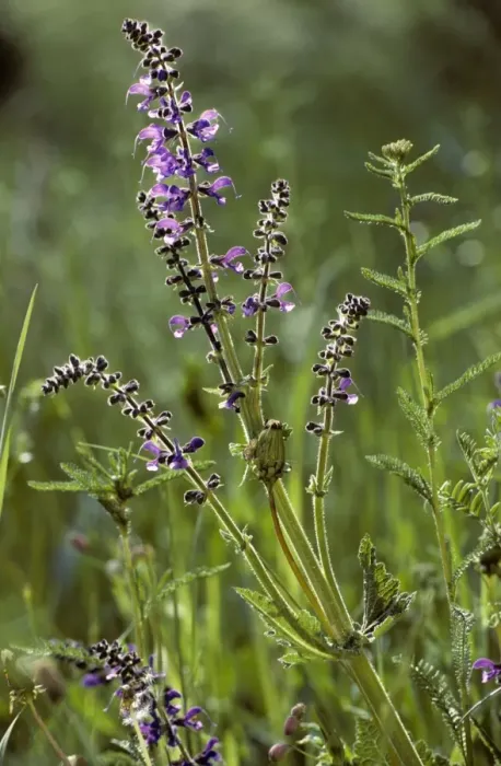 Framed Print : Meadow Clary