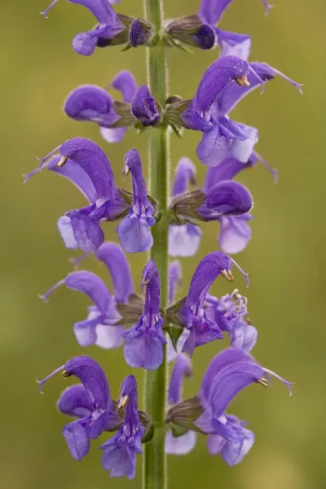 Framed Print : Meadow Clary Framed Print : Meadow Clary