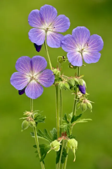 Framed Print : Meadow Cranesbill Geranium pratense - in flower