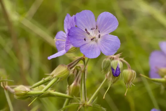Framed Print : Meadow cranesbill (Geranium pratense). Wilts Framed Print : Meadow cranesbill (Geranium pratense). Wilts