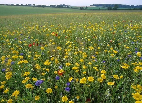 Meadow Flowers - Corn Maigold, Cornflower, Poppies. Ringstead, Norfolk, UK
