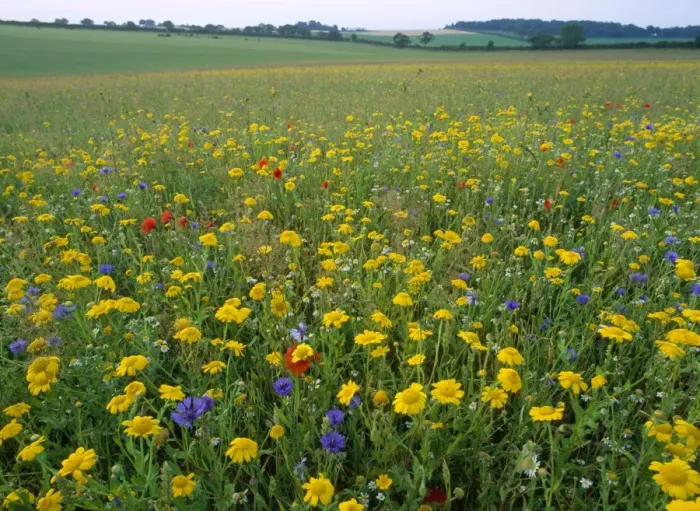 Framed Print : Meadow Flowers - Corn Maigold, Cornflower, Poppies. Ringstead, Norfolk, UK Framed Print : Meadow Flowers - Corn Maigold, Cornflower, Poppies. Ringstead, Norfolk, UK