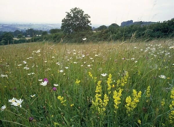 Meadow Flowers - with Dyer's Greenweed & Ox-eye daises. Hardington Moor, Somerset, UK