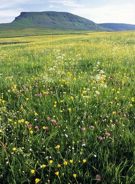 Meadow Flowers - flowery hay meadow Pen-y-Ghent, Yorkshire Dales National Park
