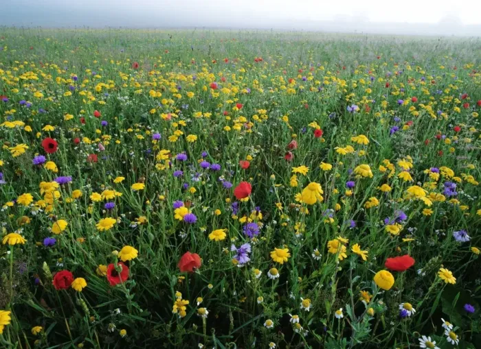Framed Print : Meadow Flowers ROG 12425 Cornfield weeds (Corn Flowers, Poppies, Corn Marigolds etc. ) - Ringstead, Norfolk © Bob Gibbons / ARDEA LONDON Framed Print : Meadow Flowers ROG 12425 Cornfield weeds (Corn Flowers, Poppies, Corn Marigolds etc. ) - Ringstead, Norfolk © Bob Gibbons / ARDEA LONDON