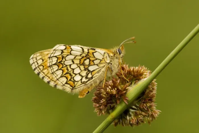 Framed Print : Meadow Fritillary (Mellicta parthenoides) settled on rush flower Framed Print : Meadow Fritillary (Mellicta parthenoides) settled on rush flower