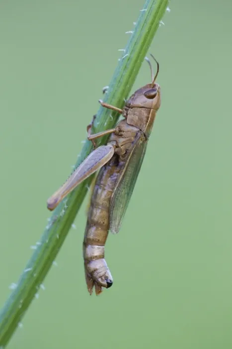 Framed Print : Meadow Grashopper - on plant stem - Lower Saxony - Germany Framed Print : Meadow Grashopper - on plant stem - Lower Saxony - Germany