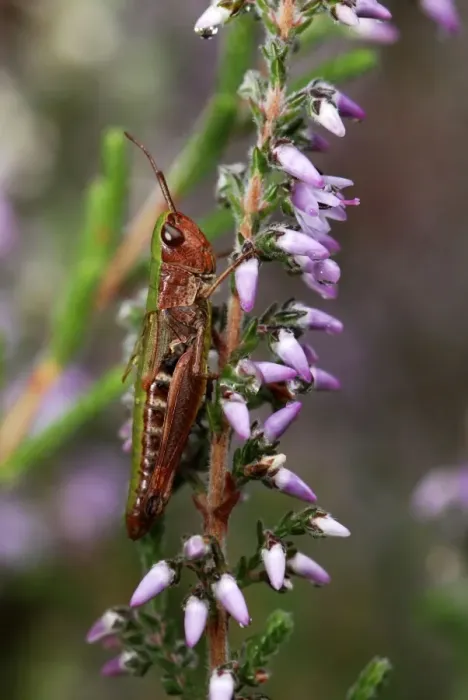 Framed Print : Meadow Grasshopper - on heather Framed Print : Meadow Grasshopper - on heather