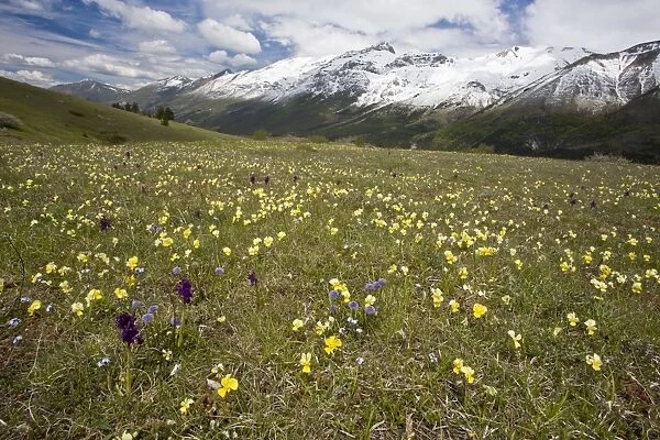 Meadow masses of spring flowers including Viola