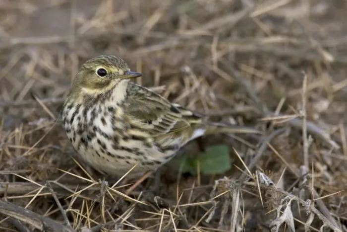 Framed Print : Meadow Pipit Framed Print : Meadow Pipit
