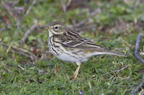 Meadow Pipit - Andalucia - Spain - February