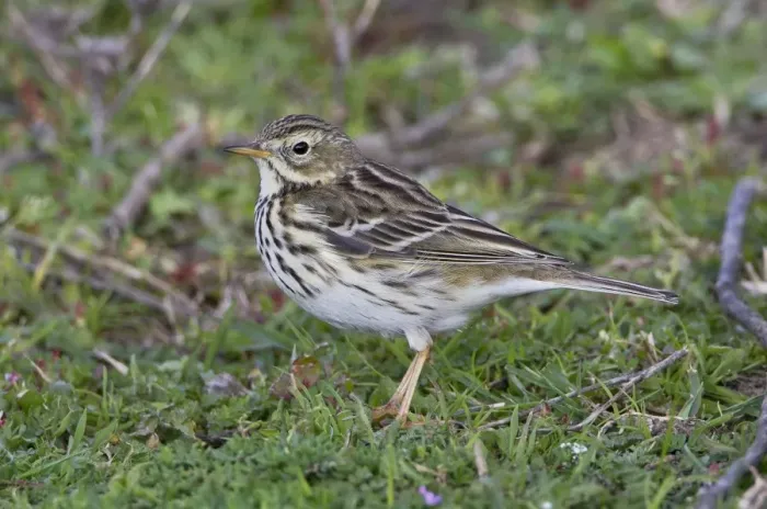 Framed Print : Meadow Pipit - Andalucia - Spain - February Framed Print : Meadow Pipit - Andalucia - Spain - February