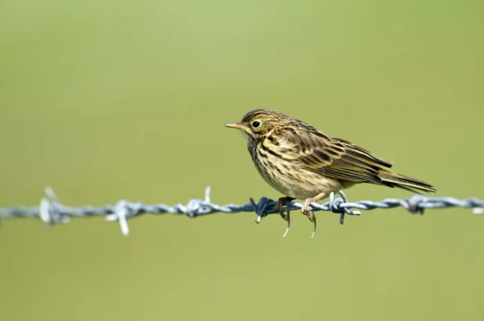 Framed Print : Meadow Pipit - on barbed wire - North UIst - Outer Hebrides
